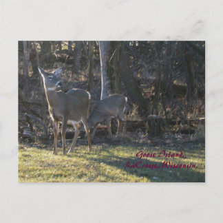 Goose Island, LaCrosse, Wisconsin Briefkaart