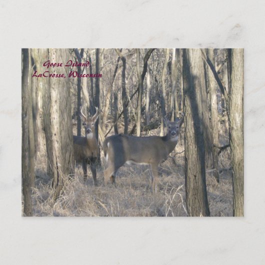 Goose Island, LaCrosse, Wisconsin Briefkaart (Voorkant)