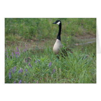 Goose met Hiding Goslings