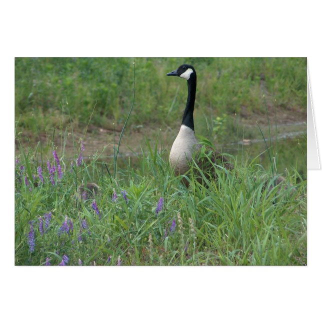 Goose met Hiding Goslings (Voorkant Horizontaal)