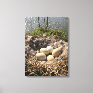 Goose Nest with Eggs op Canvas Afdruk