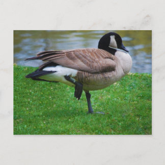 Goose Post Card Briefkaart