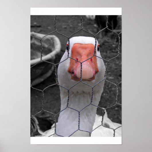 Goose Poster (Voorkant)