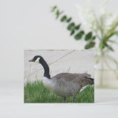 Goose Side Uitzicht Briefkaart (Staand voorkant)