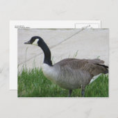 Goose Side Uitzicht Briefkaart (Voorkant / Achterkant)