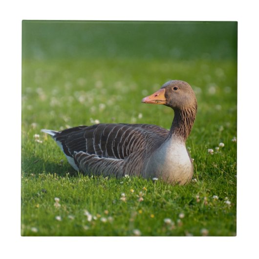 Goose Tegeltje (Voorkant)