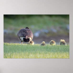 Goose with Babies Photo Poster