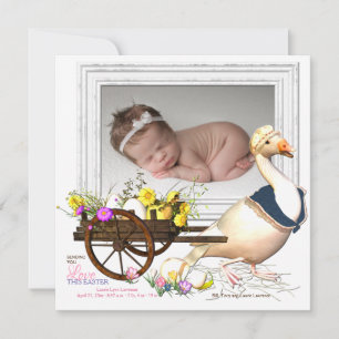 Goose with Eggs Foto Birth Announance Kaart