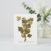 Gooseberry 'Crompton's Sheba Queen' Briefkaart (Staand voorkant)