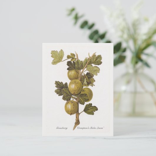 Gooseberry 'Crompton's Sheba Queen' Briefkaart (Staand voorkant)