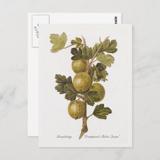 Gooseberry 'Crompton's Sheba Queen' Briefkaart (Voorkant / Achterkant)