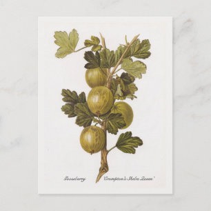 Gooseberry 'Crompton's Sheba Queen' Briefkaart