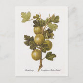 Gooseberry 'Crompton's Sheba Queen' Briefkaart (Voorkant)