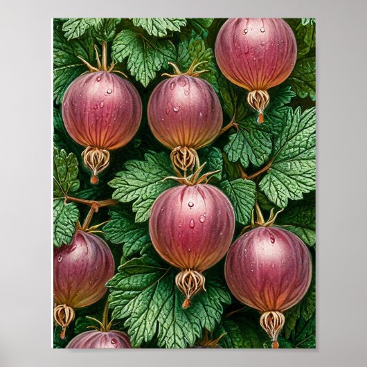 Gooseberry natuur kunst poster (Voorkant)