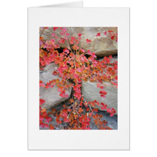 Gooseberry Struik Card