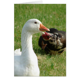 Goosey et Muscovy Drake