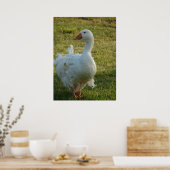 Goosey Poster (Keuken)