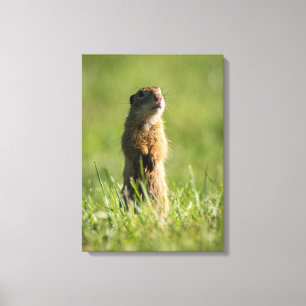Gopher Canvas Afdruk