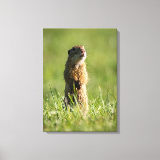 Gopher Canvas Afdruk (Voorkant)