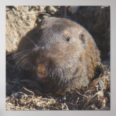 Gopher Poster (Voorkant)
