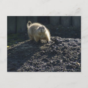 Gopher Poster Briefkaart