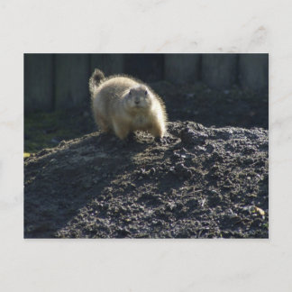 Gopher Poster Briefkaart