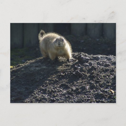 Gopher Poster Briefkaart (Voorkant)
