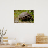 Gopher Schildpad Eet Gras Poster (Keuken)