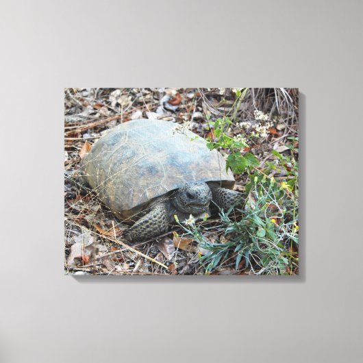 Gopher schildpad op Morning Stroll Canvas Afdruk (Voorkant)