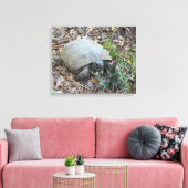 Gopher schildpad op Morning Stroll Canvas Afdruk (Insitu (Woonkamer))