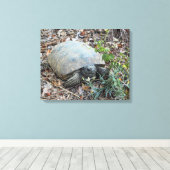 Gopher schildpad op Morning Stroll Canvas Afdruk (Insitu (Houten vloer))