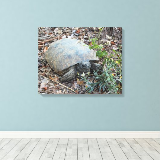 Gopher schildpad op Morning Stroll Canvas Afdruk (Insitu (Houten vloer))