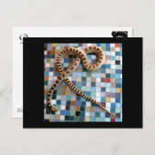 Gopher Snake Wonder Valley Briefkaart (Voorkant / Achterkant)