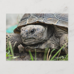 Gopher Tortoise Briefkaart