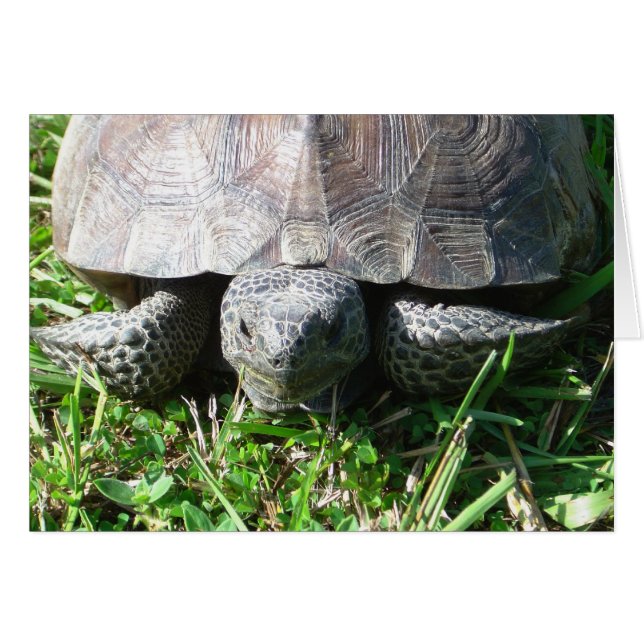 Gopher Tortoise in de gras (Voorkant Horizontaal)