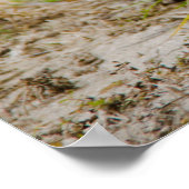 Gopher Tortoise Mange Poster Grass (Coin)