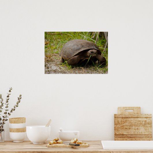 Gopher Tortoise Mange Poster Grass (Cuisine)