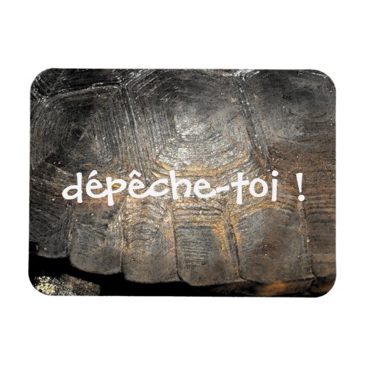 Gopher Tortoise Shell Magneet (Horizontaal)