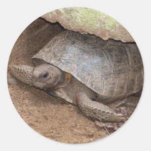 Gopher Turtle Ronde Sticker