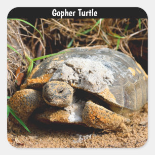 Gopher Turtle Vierkante Sticker