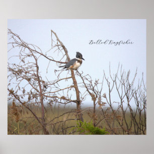 Gordel IJsvogel Foto Poster