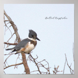 Gordel IJsvogel Foto Poster