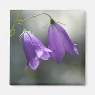 gordels van geheimen magnet magneet