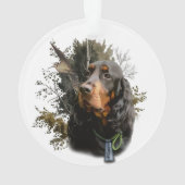Gordon Setter (dos)
