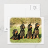 Gordon Setter 9Y105D-080 Briefkaart (Voorkant / Achterkant)