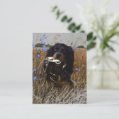 Gordon Setter Briefkaart (Staand voorkant)