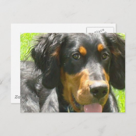 Gordon Setter Dog Briefkaart (Voorkant / Achterkant)