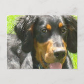 Gordon Setter Dog Briefkaart (Voorkant)