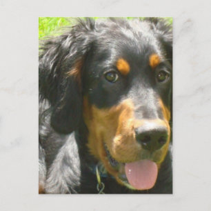 Gordon Setter Dog Briefkaart