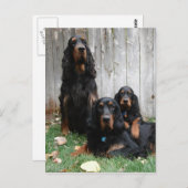 Gordon Setter Generations Briefkaart (Voorkant / Achterkant)